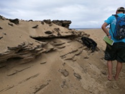 Duna de arena de formación reciente en playa de Isabela.